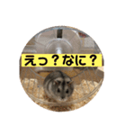 はむちゃんと日常生活（個別スタンプ：22）