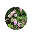 植物のスタンプ（個別スタンプ：2）