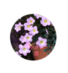 植物のスタンプ（個別スタンプ：4）