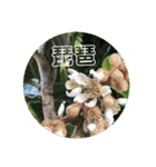 植物のスタンプ（個別スタンプ：14）