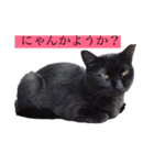 そのねこはこてつくん。（個別スタンプ：1）