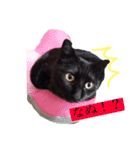 そのねこはこてつくん。（個別スタンプ：2）