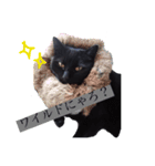 そのねこはこてつくん。（個別スタンプ：3）