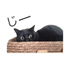 そのねこはこてつくん。（個別スタンプ：6）