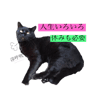 そのねこはこてつくん。（個別スタンプ：7）