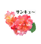yasuおばさんの薔薇の気持ち（個別スタンプ：1）
