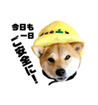 柴犬の工場長は安全第一！（個別スタンプ：1）