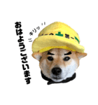 柴犬の工場長は安全第一！（個別スタンプ：3）