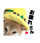 柴犬の工場長は安全第一！（個別スタンプ：4）