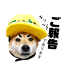柴犬の工場長は安全第一！（個別スタンプ：6）