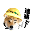 柴犬の工場長は安全第一！（個別スタンプ：7）