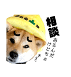 柴犬の工場長は安全第一！（個別スタンプ：8）