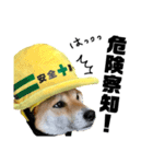 柴犬の工場長は安全第一！（個別スタンプ：9）