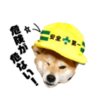柴犬の工場長は安全第一！（個別スタンプ：10）