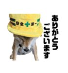 柴犬の工場長は安全第一！（個別スタンプ：12）