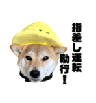 柴犬の工場長は安全第一！（個別スタンプ：13）
