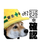 柴犬の工場長は安全第一！（個別スタンプ：14）