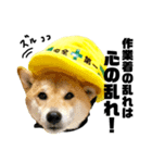 柴犬の工場長は安全第一！（個別スタンプ：15）