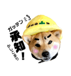 柴犬の工場長は安全第一！（個別スタンプ：17）