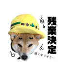 柴犬の工場長は安全第一！（個別スタンプ：18）