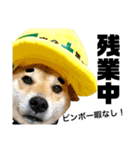 柴犬の工場長は安全第一！（個別スタンプ：19）
