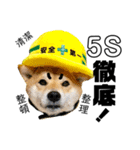 柴犬の工場長は安全第一！（個別スタンプ：21）