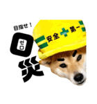 柴犬の工場長は安全第一！（個別スタンプ：22）