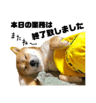 柴犬の工場長は安全第一！（個別スタンプ：23）
