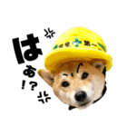 柴犬の工場長は安全第一！（個別スタンプ：26）