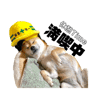 柴犬の工場長は安全第一！（個別スタンプ：27）