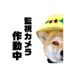 柴犬の工場長は安全第一！（個別スタンプ：28）