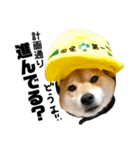 柴犬の工場長は安全第一！（個別スタンプ：29）