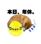 柴犬の工場長は安全第一！（個別スタンプ：30）