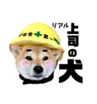 柴犬の工場長は安全第一！（個別スタンプ：32）