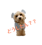 トイプードルここあちゃん（個別スタンプ：1）