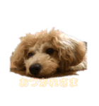 トイプードルここあちゃん（個別スタンプ：4）
