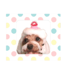 トイプードルここあちゃん（個別スタンプ：9）