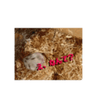 てんちゃんとせんちゃん2（個別スタンプ：8）