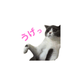 うちの子、小梅 ③（個別スタンプ：2）