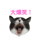 うちの子、小梅 ③（個別スタンプ：3）
