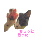 うちの子、小梅 ③（個別スタンプ：5）