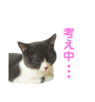 うちの子、小梅 ③（個別スタンプ：7）