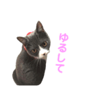 うちの子、小梅 ③（個別スタンプ：11）
