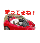 バディ888（個別スタンプ：6）
