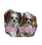 バディ888（個別スタンプ：20）
