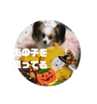 バディ888（個別スタンプ：29）