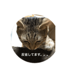 すずのハンコ（個別スタンプ：3）