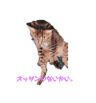 ペケにゃん♪2（個別スタンプ：3）