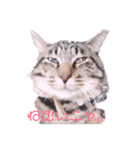 ペケにゃん♪2（個別スタンプ：5）