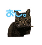 ペケにゃん♪2（個別スタンプ：7）